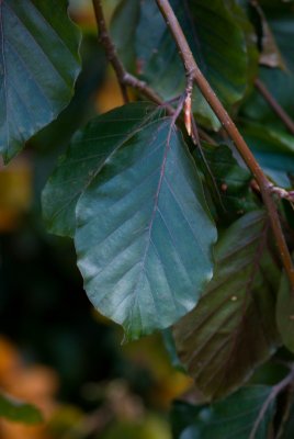 Fagus sylvatica 'Purple Fountain' - buk lesní - list